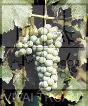 Foto di un grappolo d'uva di Sauvignon ISV 1